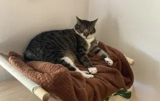 Jonesy
