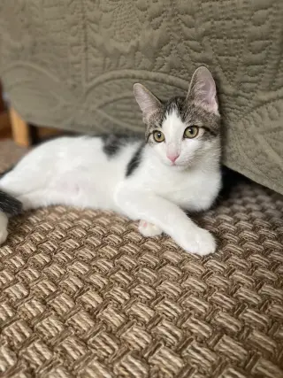 FIG