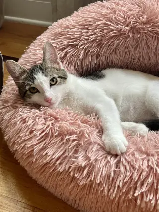 FIG