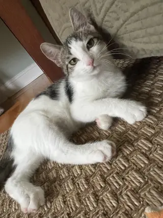 FIG