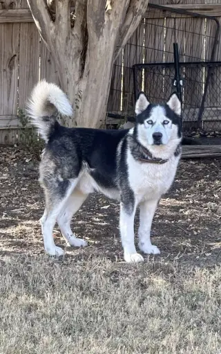 Odin