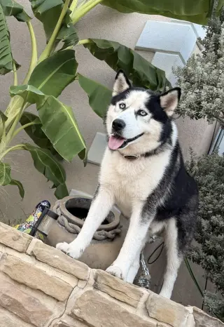 Odin