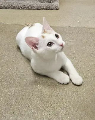 Ocelli