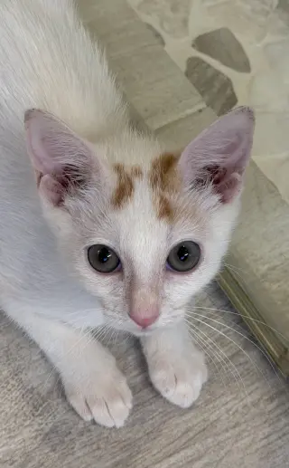Ocelli