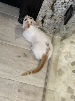 Ocelli