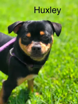 Huxley