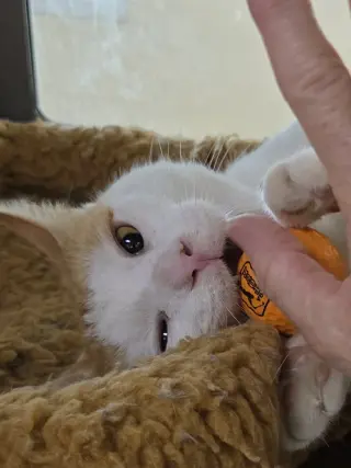 Houdini