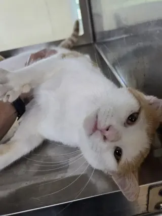 Houdini
