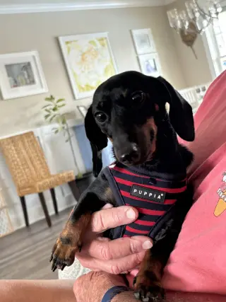 Penny8 (being fostered in Georgia)