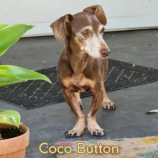 Coco Button