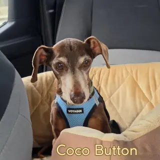 Coco Button