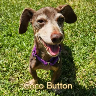 Coco Button
