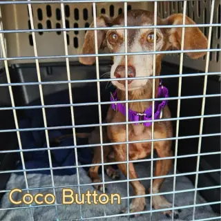Coco Button
