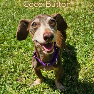 Coco Button