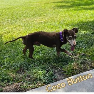 Coco Button