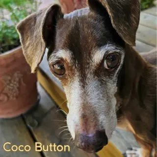 Coco Button