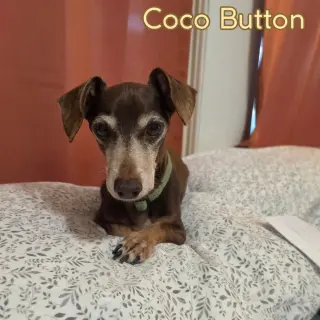 Coco Button