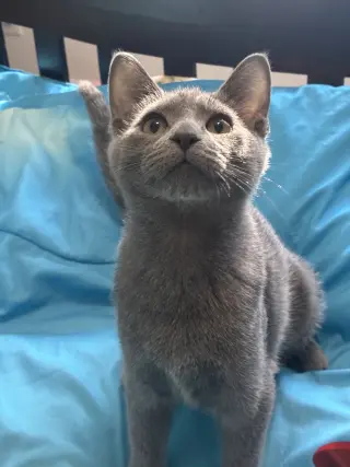 Mr. Peppers