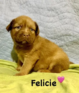 Felicie- Belles & Beau Litter