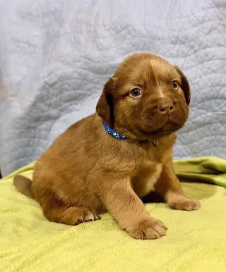 Felicie- Belles & Beau Litter