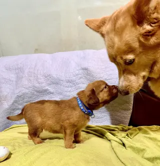 Felicie- Belles & Beau Litter