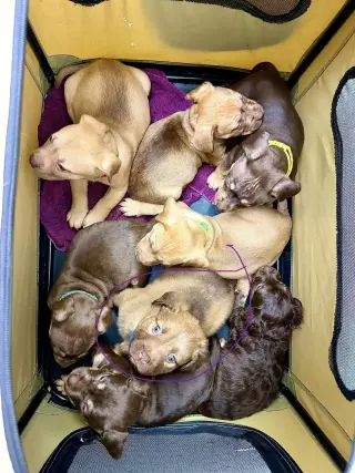 Felicie- Belles & Beau Litter