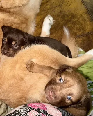 Felicie- Belles & Beau Litter