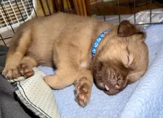 Felicie- Belles & Beau Litter