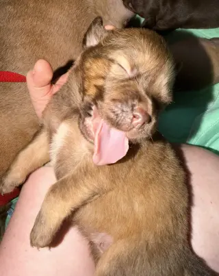 Felicie- Belles & Beau Litter