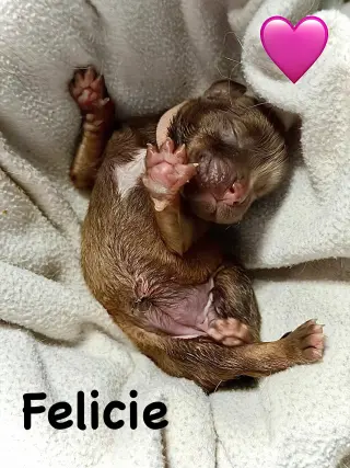 Felicie- Belles & Beau Litter