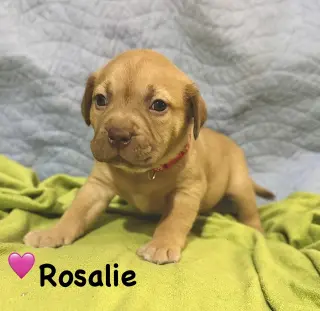 Rosalie- Belles & Beau Litter