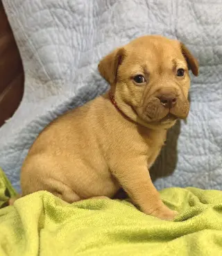 Rosalie- Belles & Beau Litter