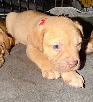 Rosalie- Belles & Beau Litter