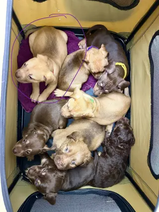 Rosalie- Belles & Beau Litter