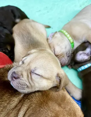 Rosalie- Belles & Beau Litter