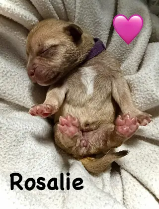Rosalie- Belles & Beau Litter