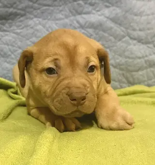 Pierre- Belles & Beau Litter