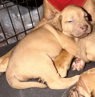 Pierre- Belles & Beau Litter