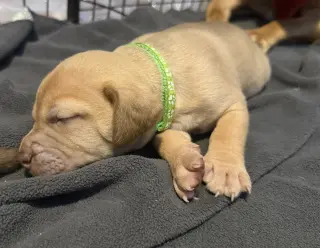 Pierre- Belles & Beau Litter
