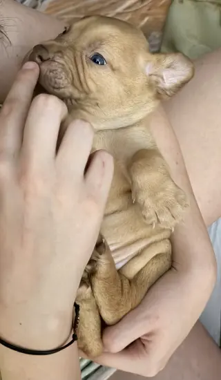 Pierre- Belles & Beau Litter