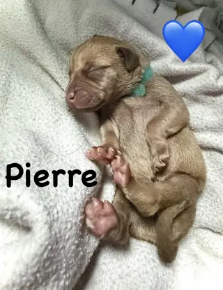 Pierre- Belles & Beau Litter