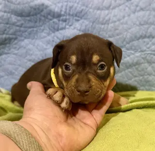 Octavia- Belles & Beau Litter