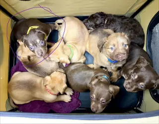 Octavia- Belles & Beau Litter