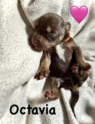 Octavia- Belles & Beau Litter