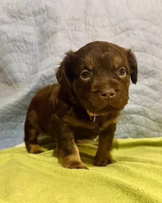 Cheri- Belles & Beau Litter