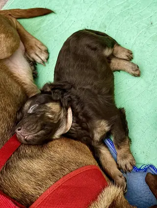 Cheri- Belles & Beau Litter