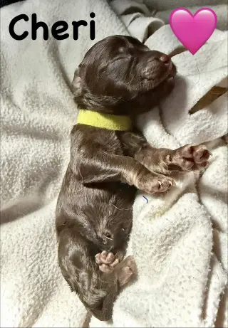 Cheri- Belles & Beau Litter