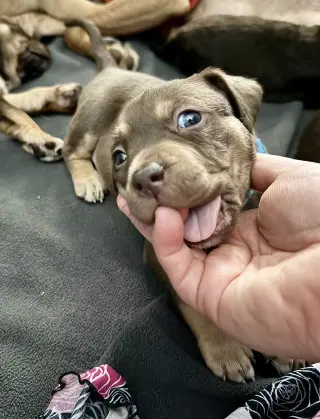 Adeline- Belles & Beau Litter