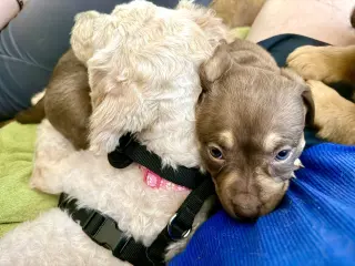 Adeline- Belles & Beau Litter