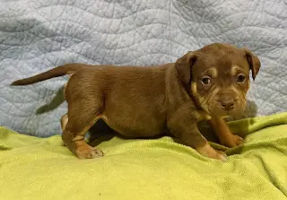 Adeline- Belles & Beau Litter